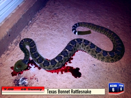 Texas Bonnet Rattlesnake killed in Bend, Texas on Friday March 28th, 2014